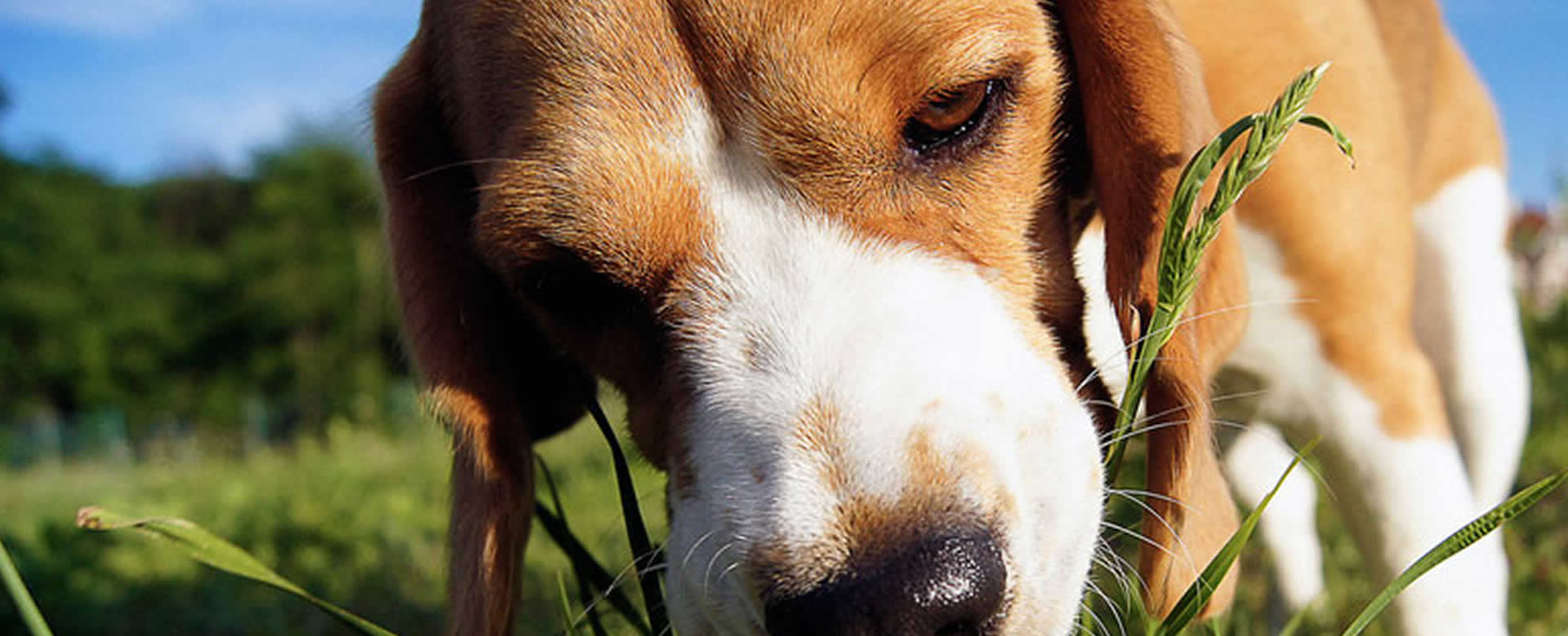 ¿Es recomendable dejar que los perros coman hiervas?
