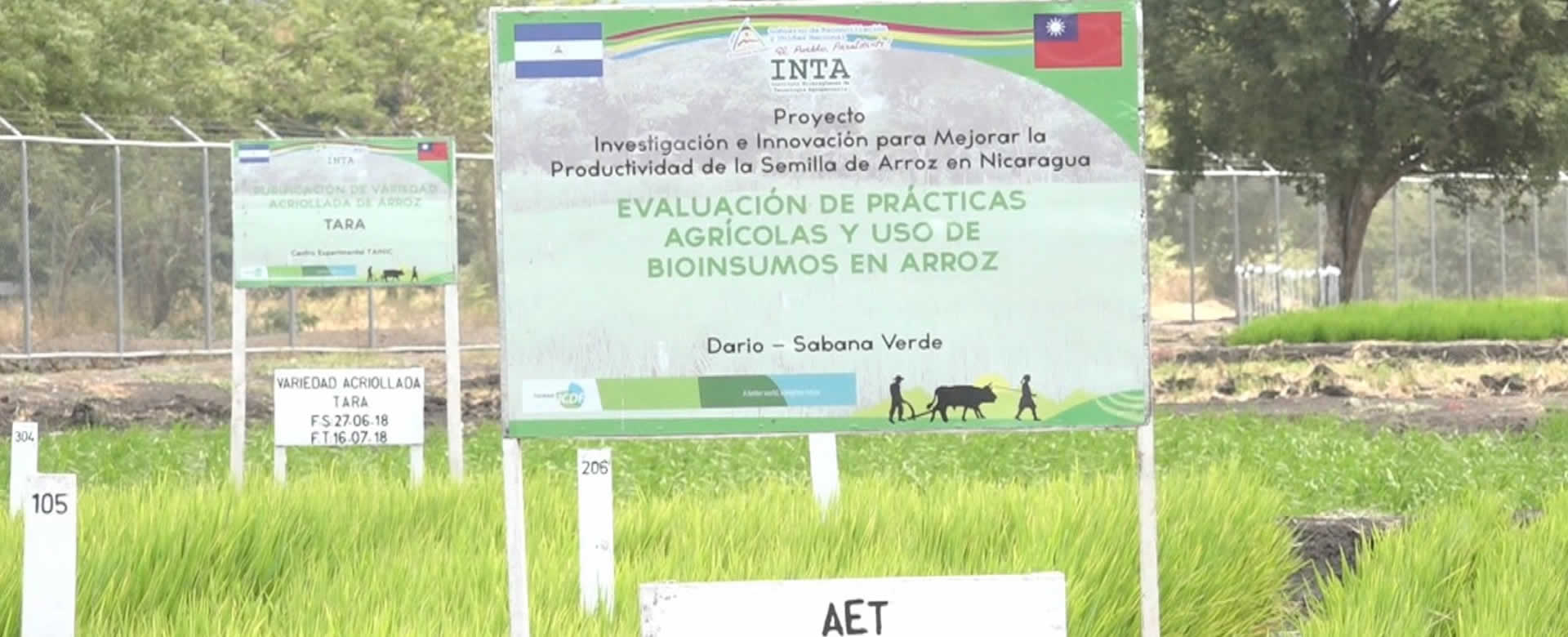INTA con apoyo de Misión Técnica de Taiwán lanza semilla de arroz IR5M