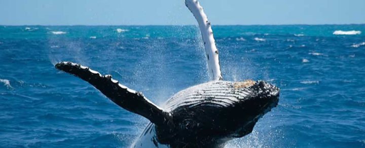Ballena de 40 toneladas juguetea como delfín cerca de la costa sudafricana