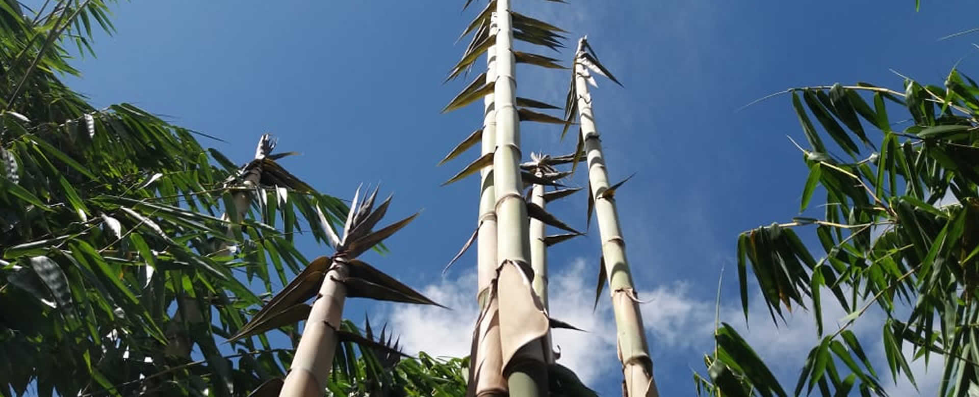 Avanza proyecto bambú en el municipio de Diriomo