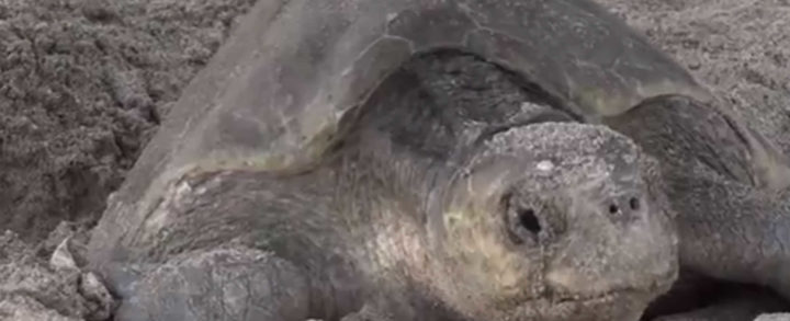 Viva la Vida se traslada al desove de tortugas marinas en Playa la Flor