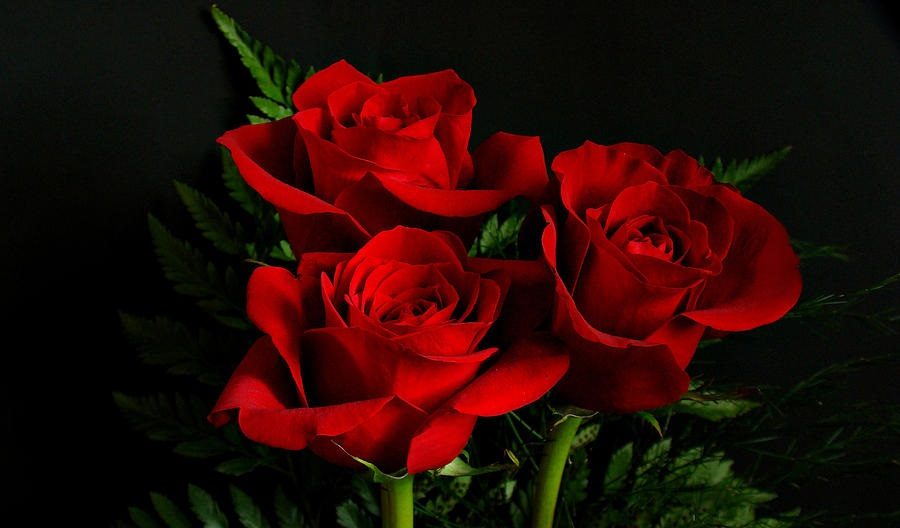 ¿Pensabas que las rosas rojas eran totalmente originales?