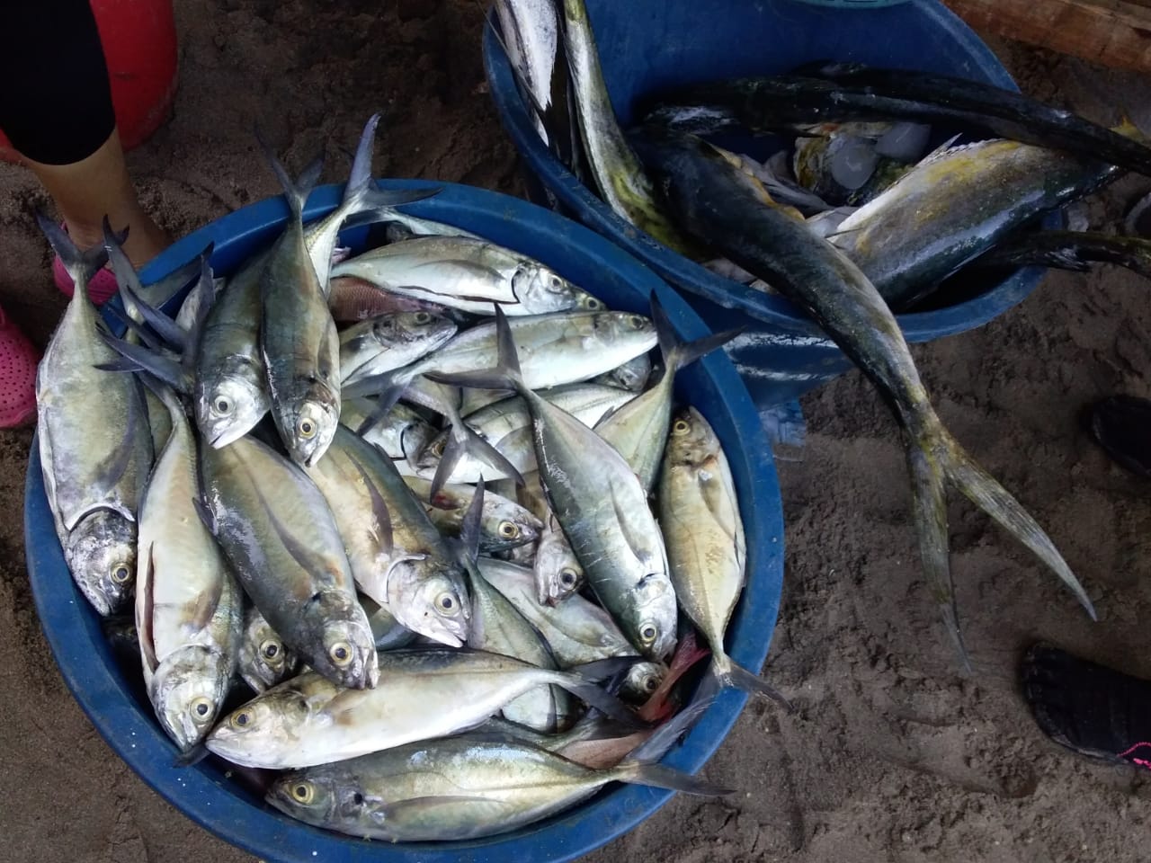Pescadores de Masachapa continúan venta de mariscos libres de Marea Roja