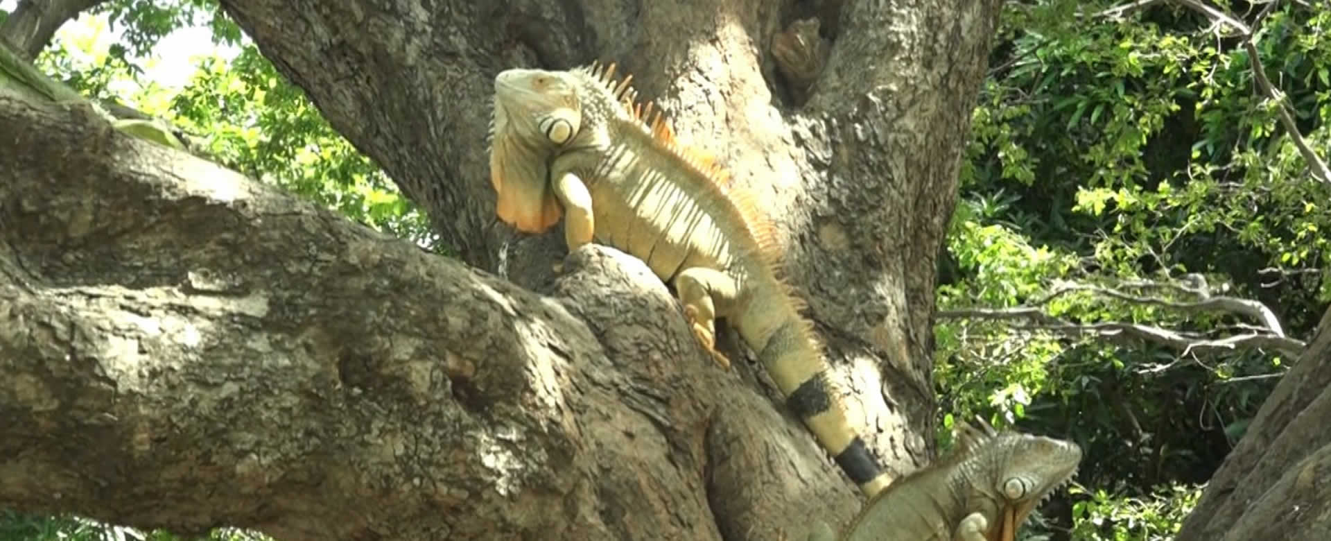Conoce el santuario de las iguanas de la UNAN-Managua