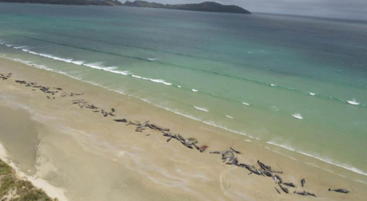 Varamiento masivo de ballenas en las costas de Nueva Zelanda