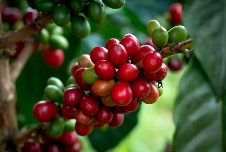 Productores de café realizan intercambio de experiencia para garantizar una mejor cosecha