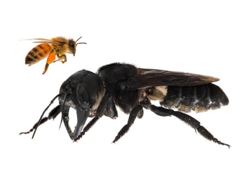 Reaparece la abeja gigante de Wallace, la abeja más grande del mundo que se creía extinta