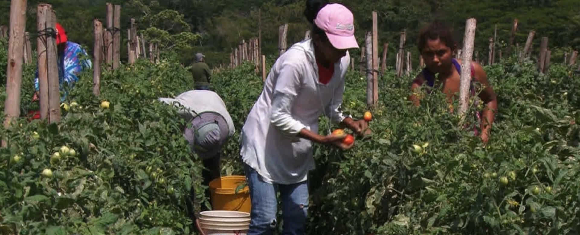Taiwán y Nicaragua firman convenio para mejorar productividad de frutas y hortalizas