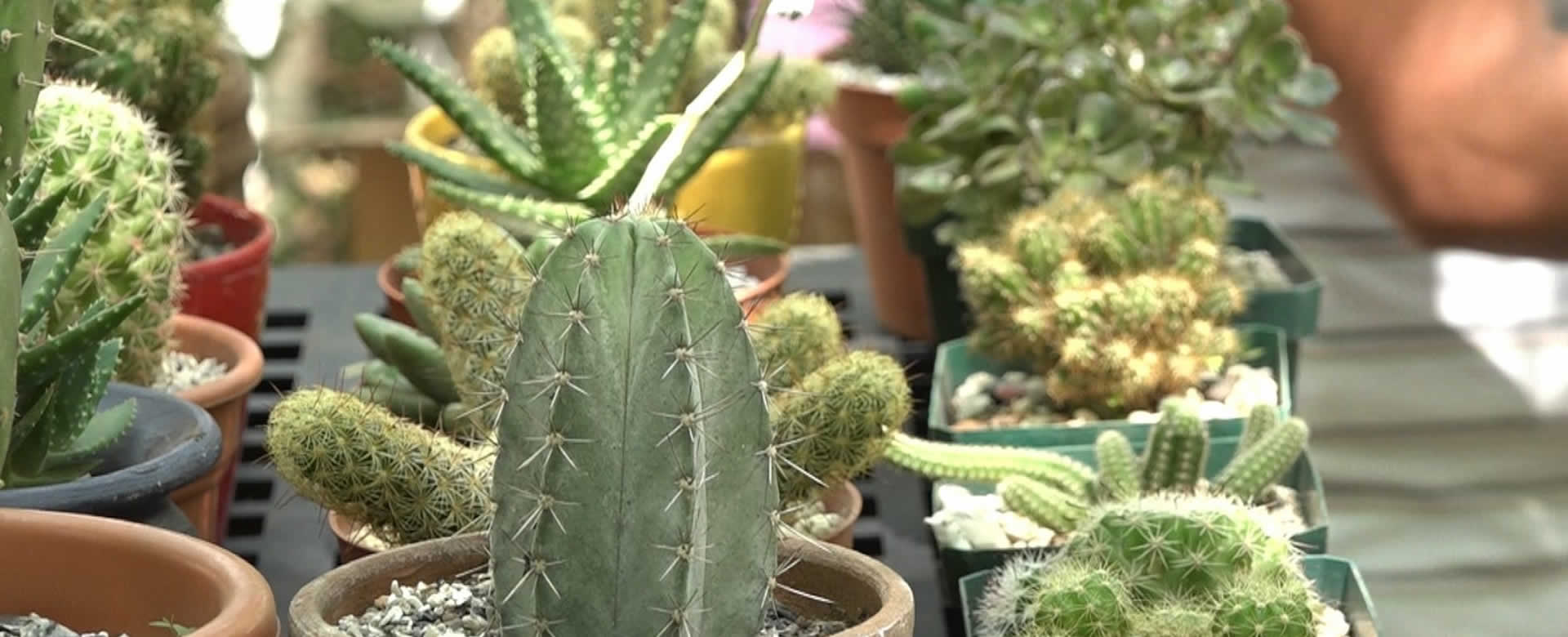Exitosa Feria Internacional del Cactus y Suculentas en el Arboretum Nacional