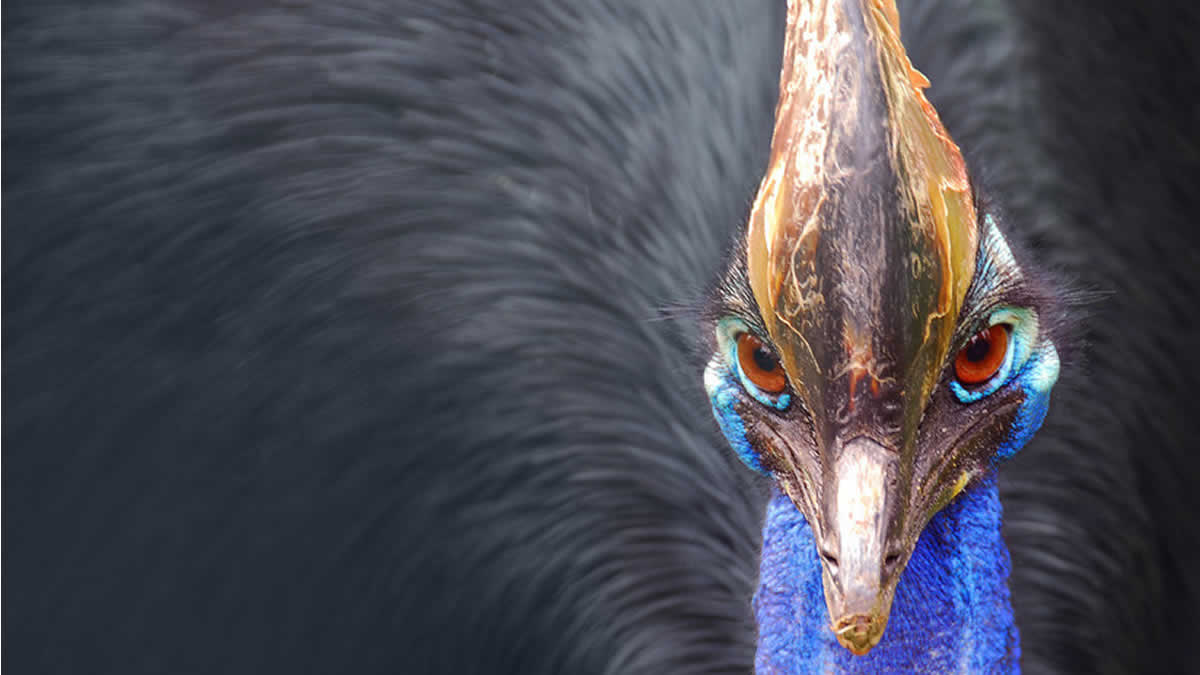 Ejemplar del ave más peligrosa del mundo que mató a su dueño sale a subasta