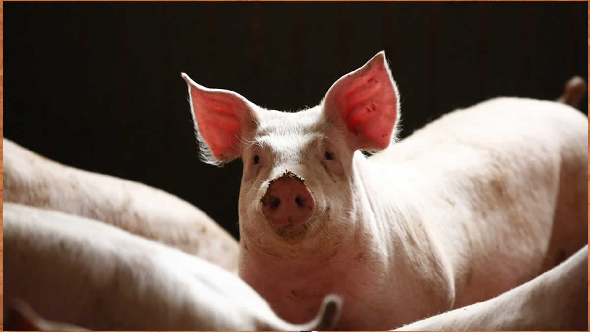 China detecta nuevos casos de peste porcina africana en la isla de Hainan