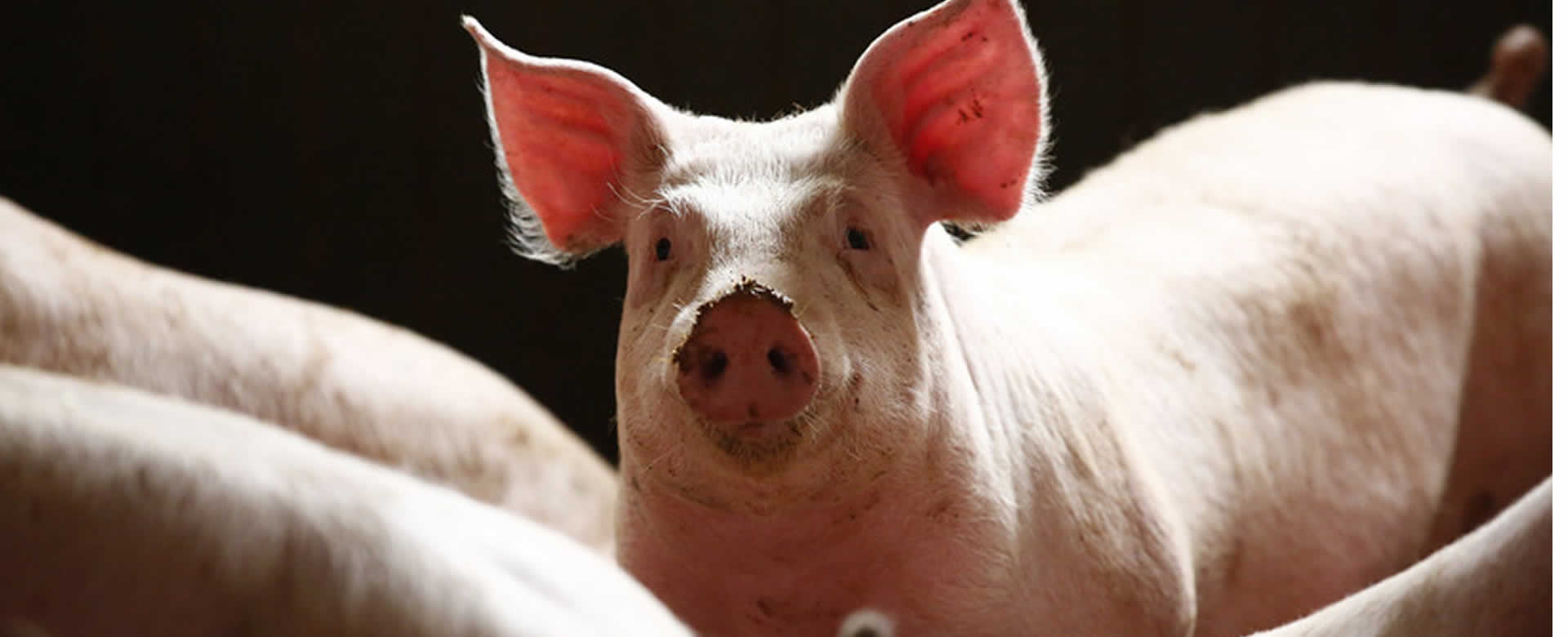 Alemania registra primer caso de peste porcina africana