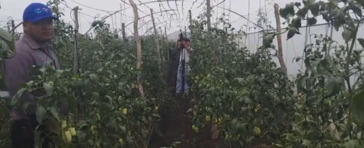 Inspeccionan programa de hortalizas en Matagalpa