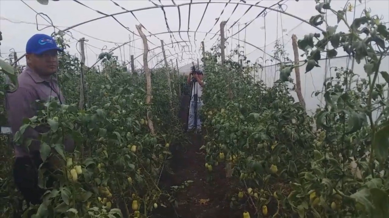 Inspeccionan programa de hortalizas en Matagalpa