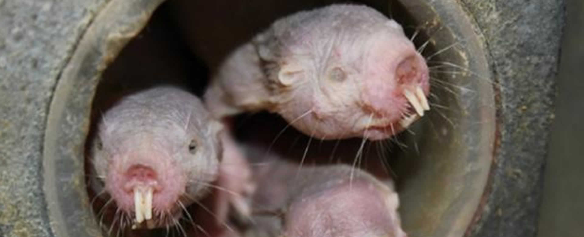 Ratas del tamaño de un gato afectan comercio al norte de Nueva Zelanda