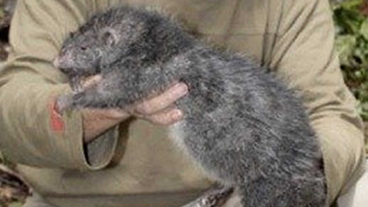 Ratas del tamaño de un gato afectan comercio al norte de Nueva Zelanda
