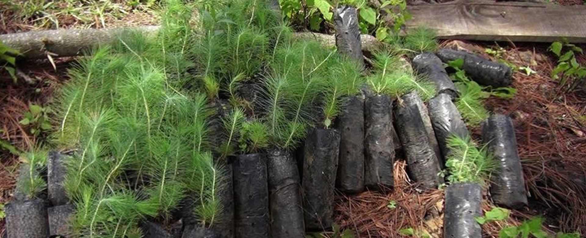 Tecnológico Nacional Olof Palme de Estelí realiza jornada de reforestación