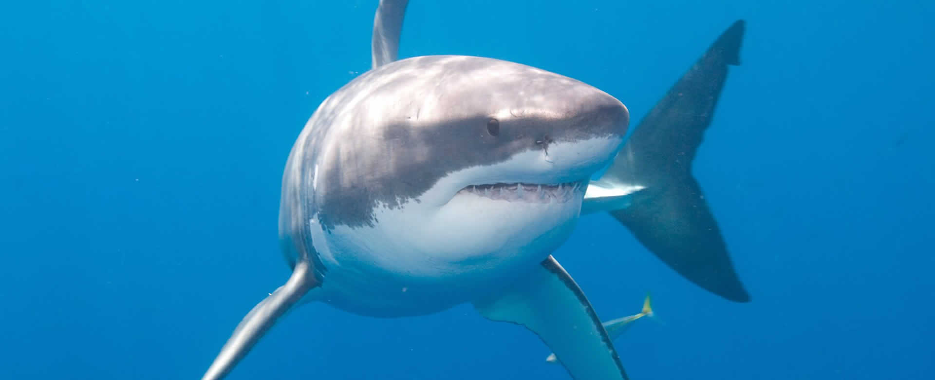 Embarcación es arrastrada por casi tres kilómetros por un tiburón blanco