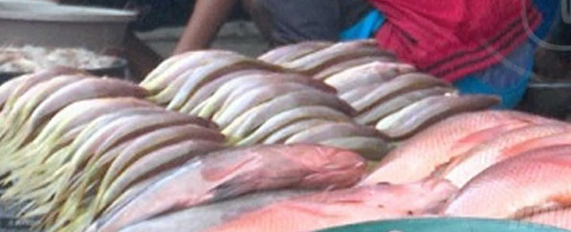 Nicaragua aumenta exportaciones de productos pesqueros
