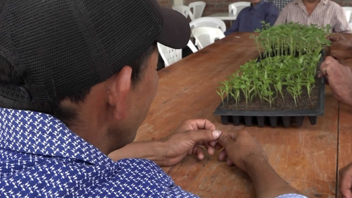 INTA acompaña a productores de hortalizas en la zona norte de Nicaragua