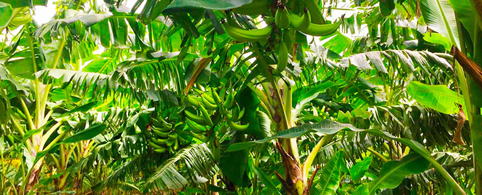 MAG informa que la producción de plátano sigue en aumento