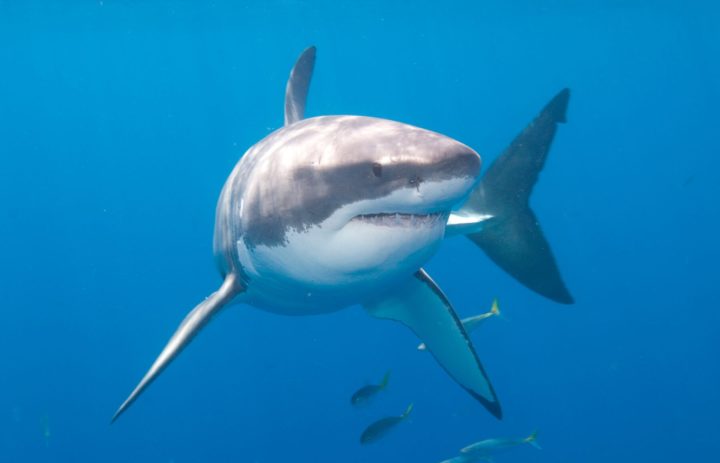 Embarcación es arrastrada por casi tres kilómetros por un tiburón blanco 