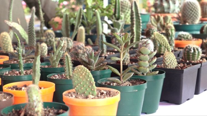 Productores de cactus participan en Feria en el Salvador Allende