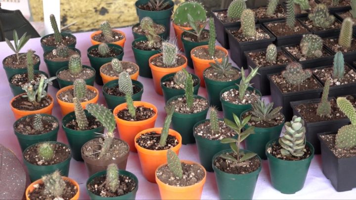 Productores de cactus participan en Feria en el Salvador Allende
