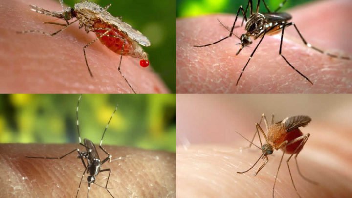 Más de 100 personas han muerto por dengue hemorrágico en Honduras  