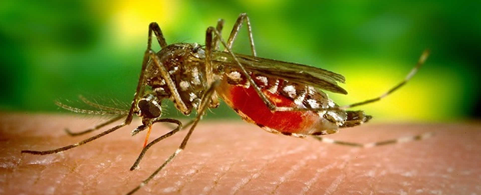 Más de 100 personas han muerto por dengue hemorrágico en Honduras