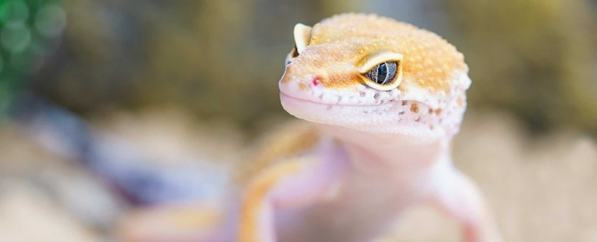 Científicos crean el primer lagarto genéticamente modificado