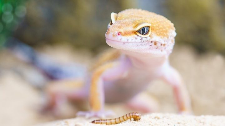 Científicos crean el primer lagarto genéticamente modificado