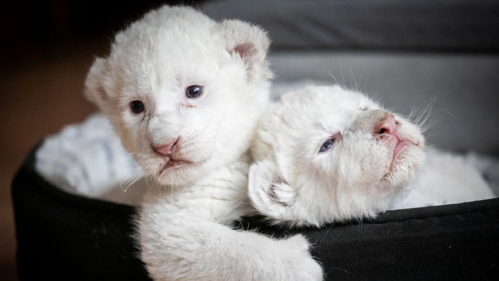 Nacen dos cachorros de León Blanco en cautiverio