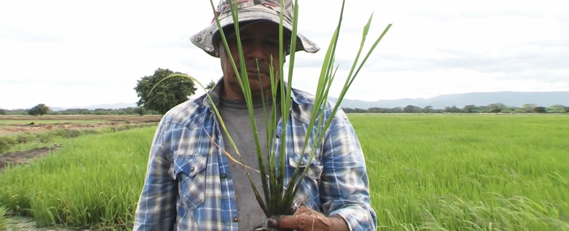 Nicaragua avanza en la producción de arroz de la mano de China Taiwán