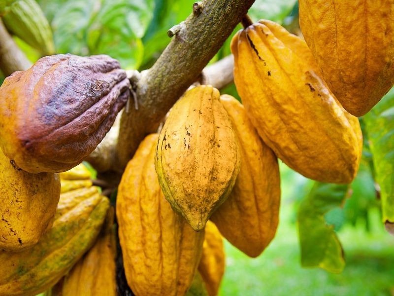 Director Ejecutivo de la Organización Internacional del Cacao visitará Nicaragua