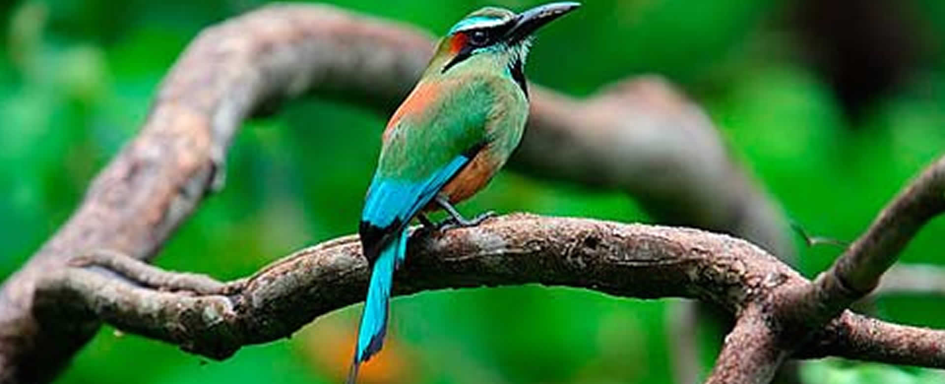 Guardabarranco es una bella ave colorida