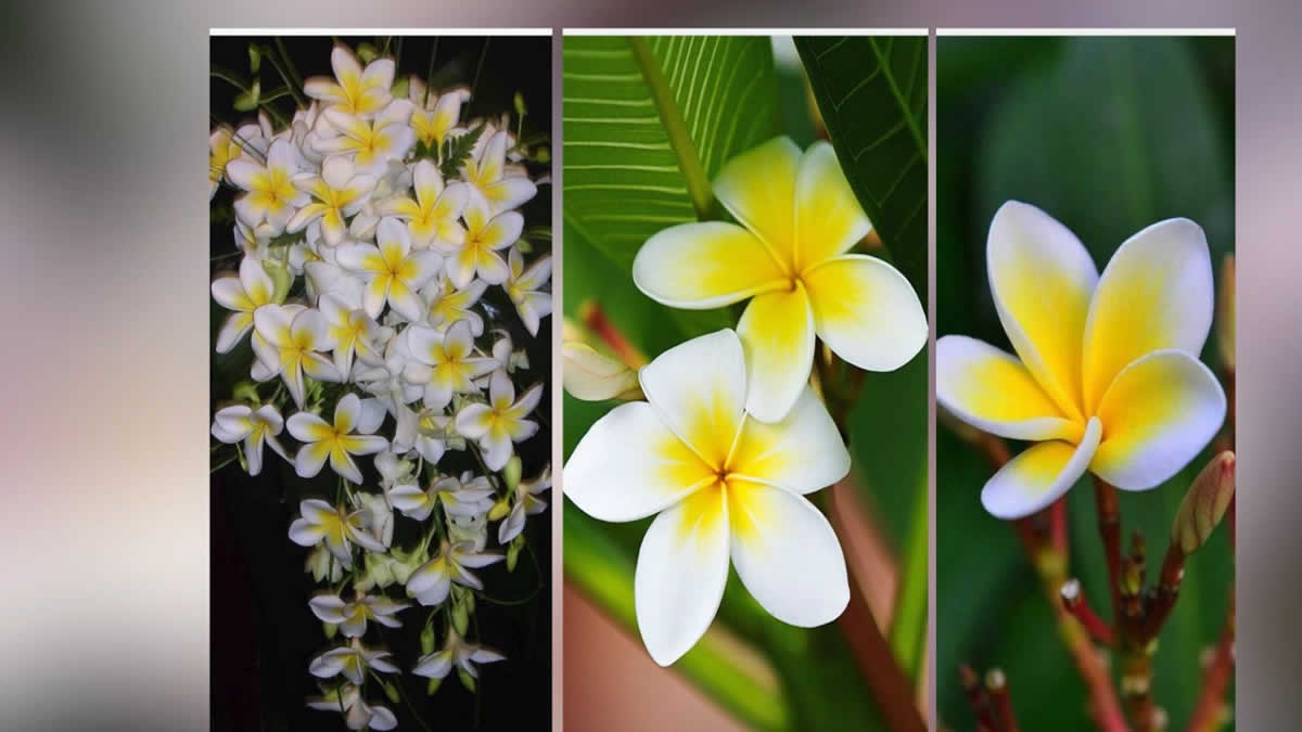 Nicaragua National Bird And Flower | Best Flower Site