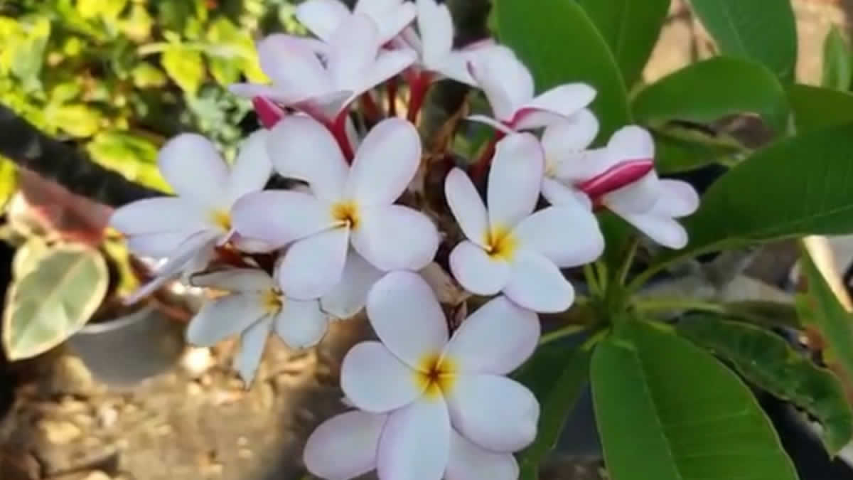 Flor nacional de Nicaragua, Sacuanjoche es el símbolo de la inmortalidad