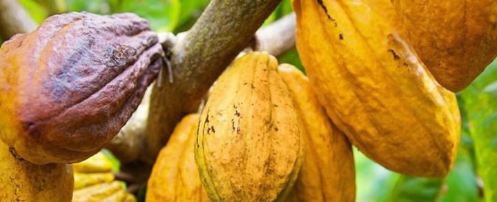 Director de la Organización Internacional del Cacao visitará Nicaragua