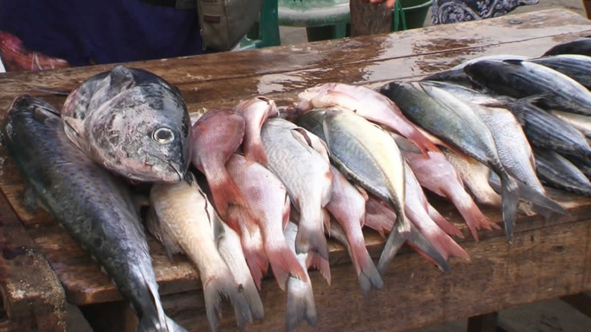 INPESCA anuncia aumento en la producción pesquera y acuícola a nivel nacional