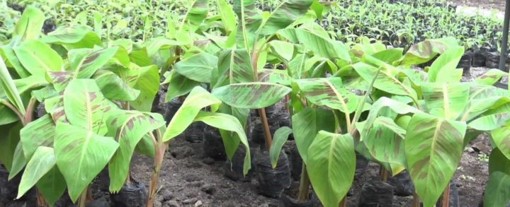 Aperturan vivero de plantas in vitro de plátano en Chinandega