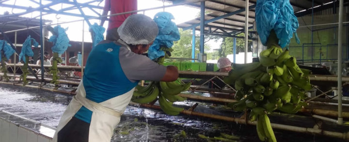 Lanzan Estrategia Nacional del Producción de Plátano en Nicaragua