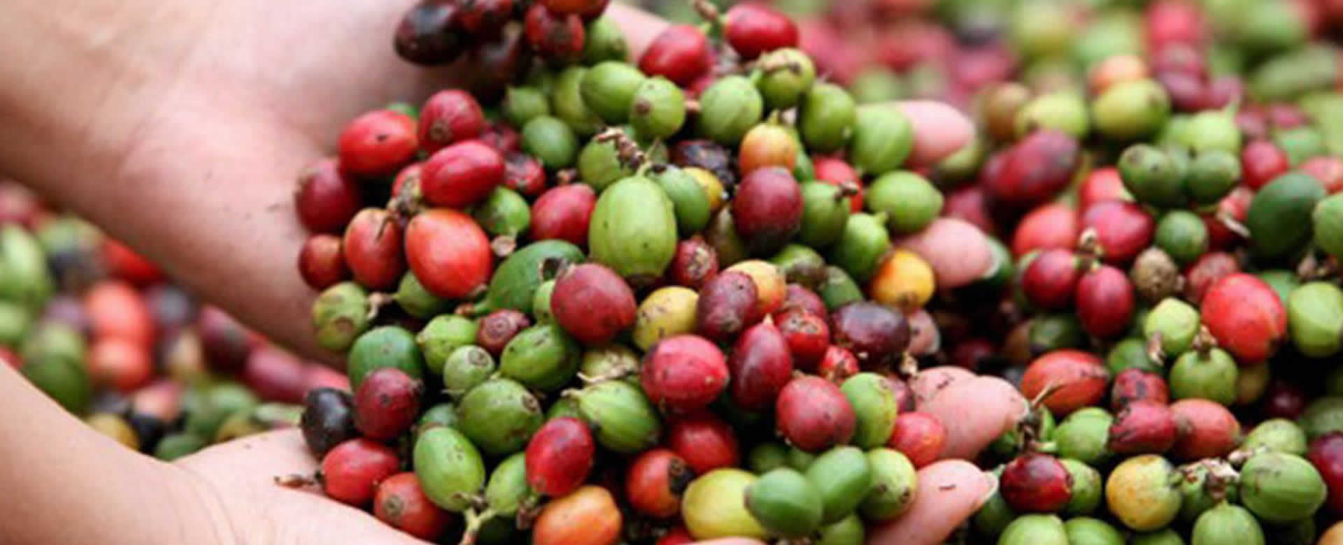 Nicaragua supera las exportaciones de café