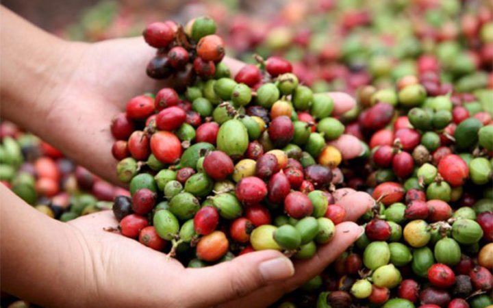 Nicaragua supera las exportaciones de café en este año 2019 