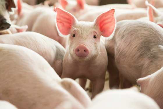 Sector porcino de Nicaragua cerrará el año con un crecimiento de 8%