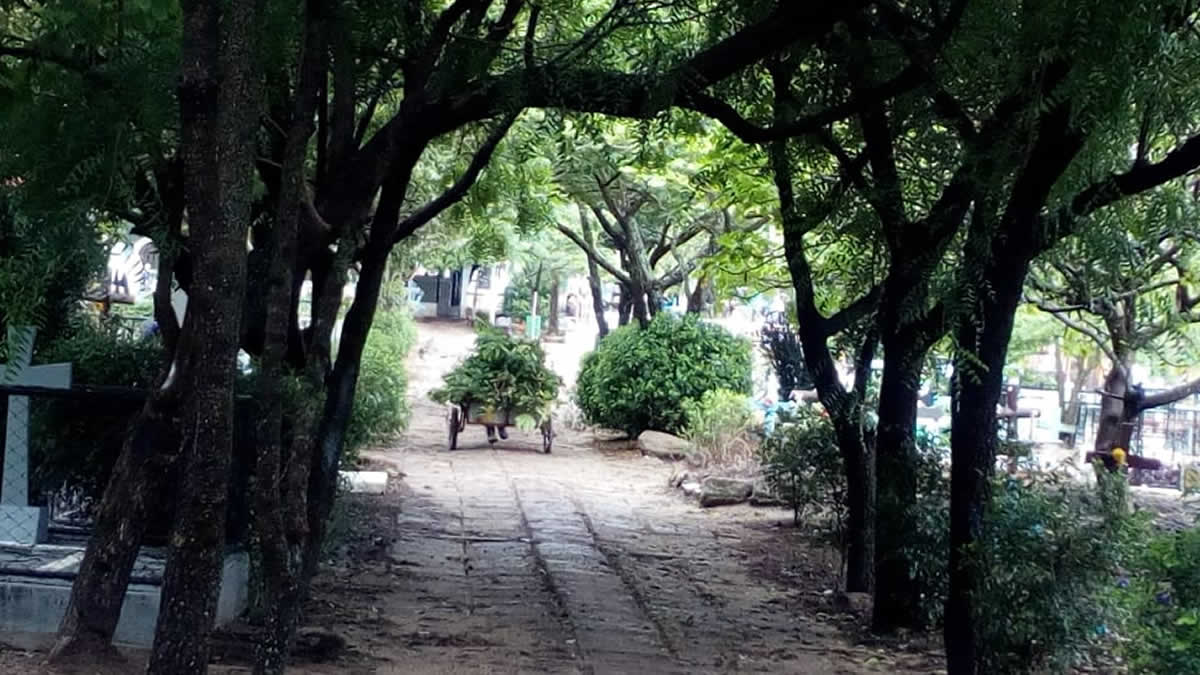 Somoto: Alcaldía municipal realiza limpieza en los cementerios 