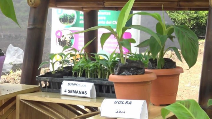 MEFCCA impulsa la producción de plátanos en familias de Managua