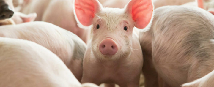 Nuevo centro genético porcino dedicado a la inseminación en Ticuantepe