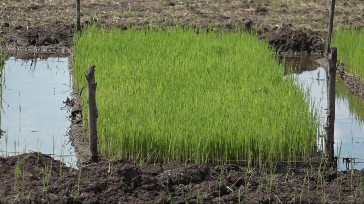 Nicaragua presenta Estrategia Nacional de Producción de arroz 2019-2023 