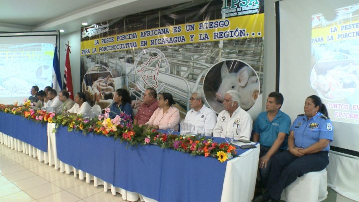 Nicaragua realiza simulacro de peste porcina africana 